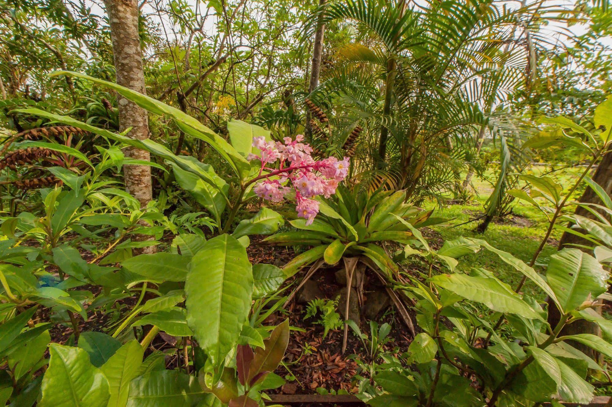Hotel Claro De Luna Monteverde Екстер'єр фото
